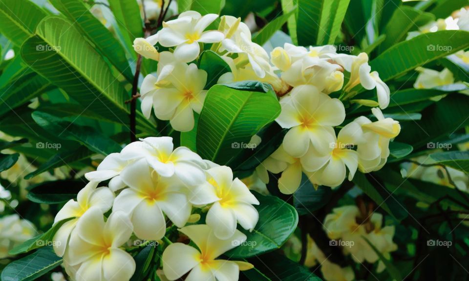 Plumeria 