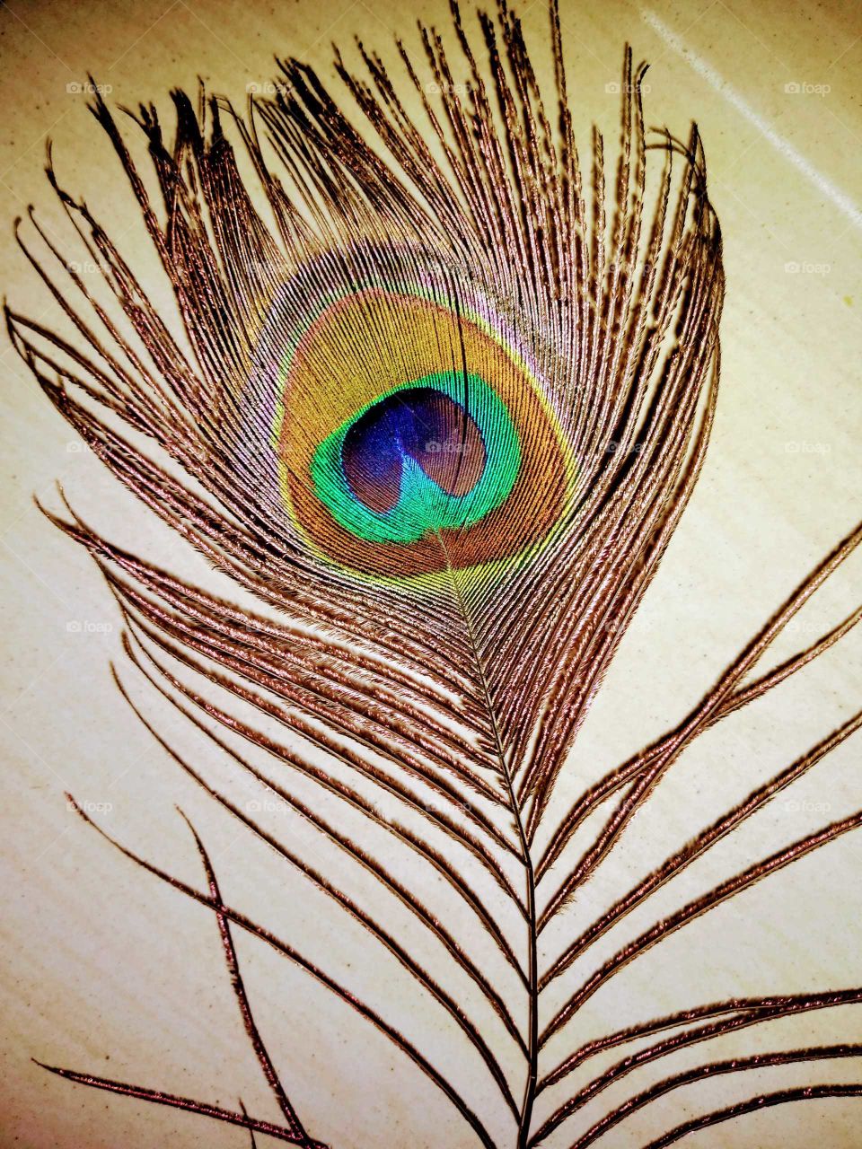 a colourful peacock feather