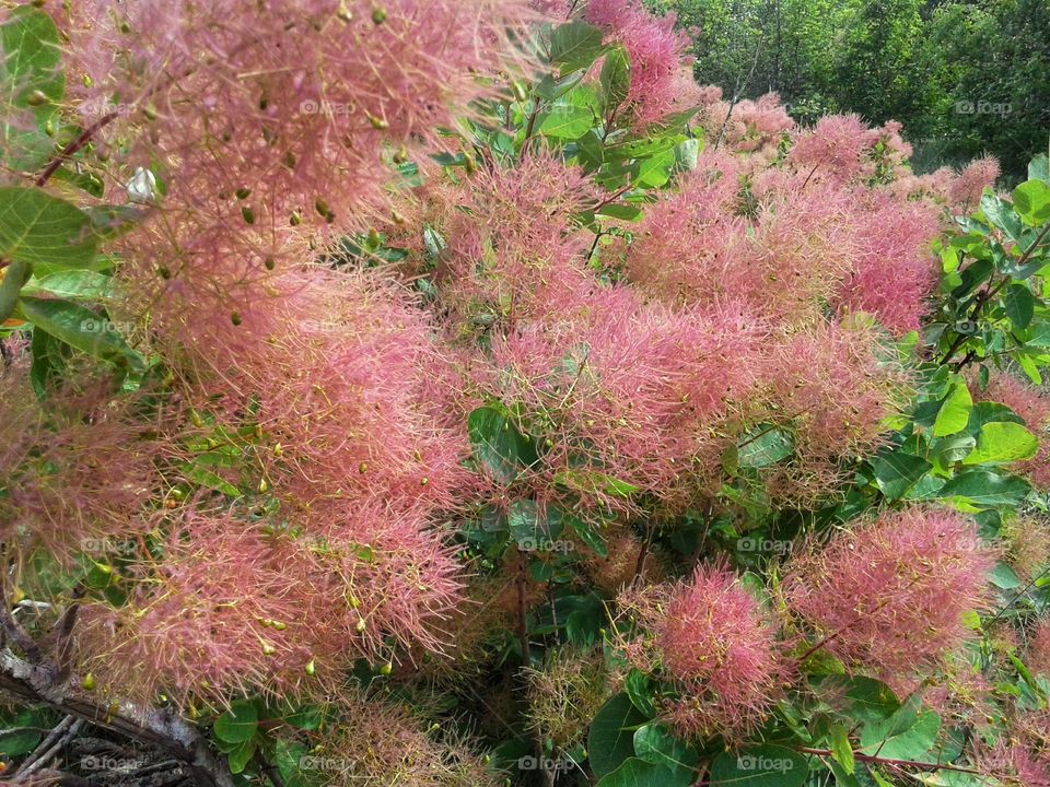 Scumpia is a tall shrub or low tree in the sumac family. Flowering branches.