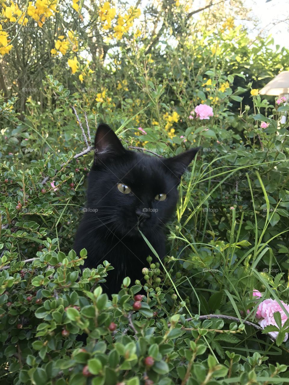 Un fiore tra i fiori