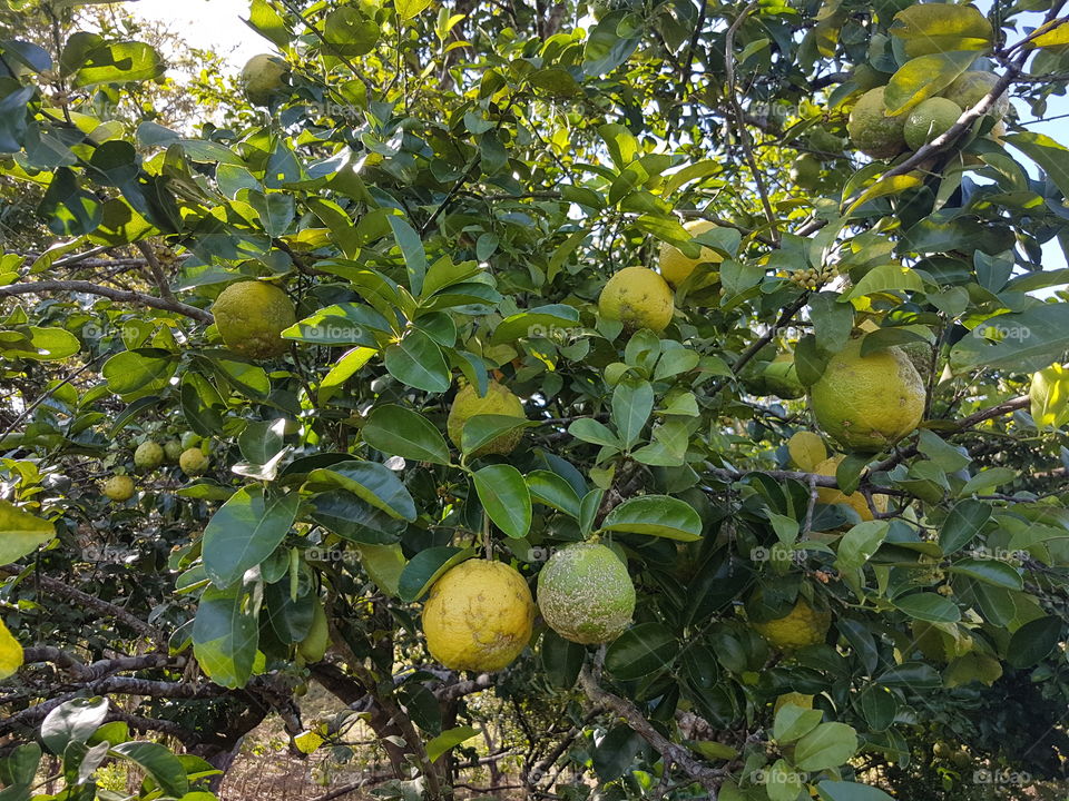 arbol de limon / lemon tree