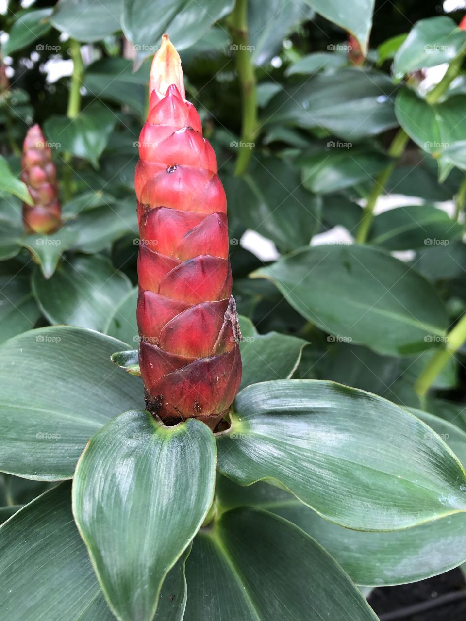 Shape of the nature, Bangkok ( Thailand 🇹🇭