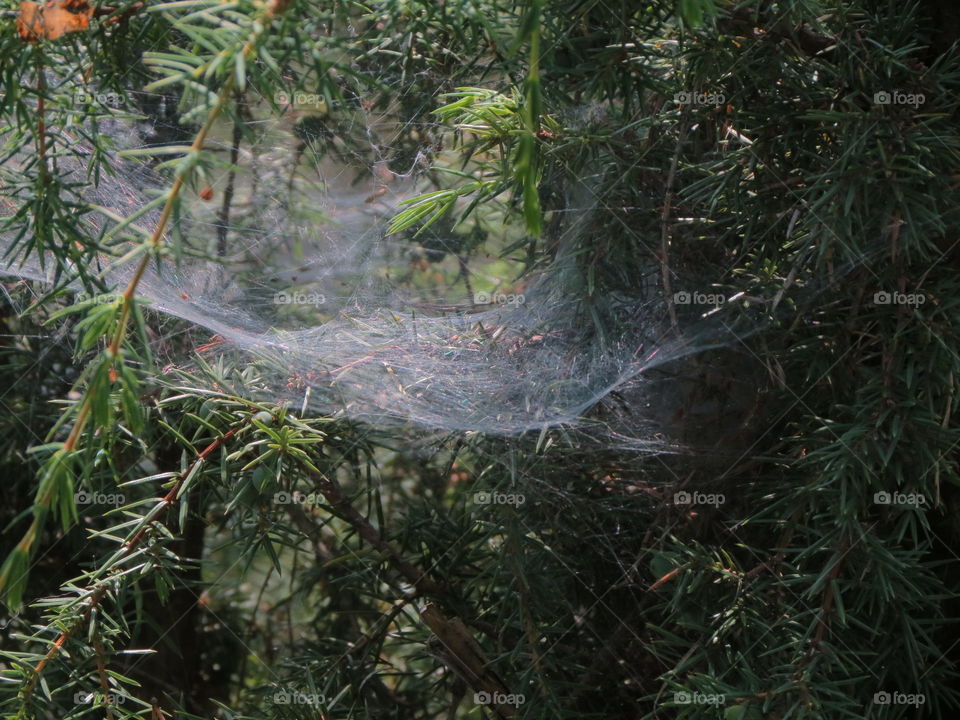 Spider web. In junipers