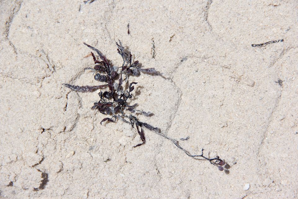 seaweed in the sand