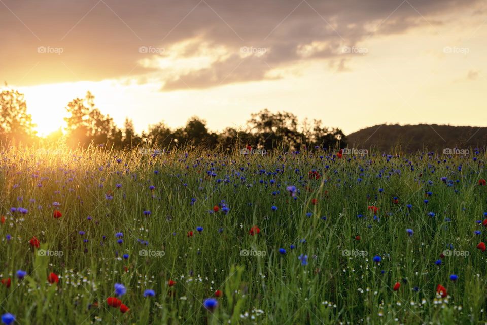 Sunrise in the field of cornflowers