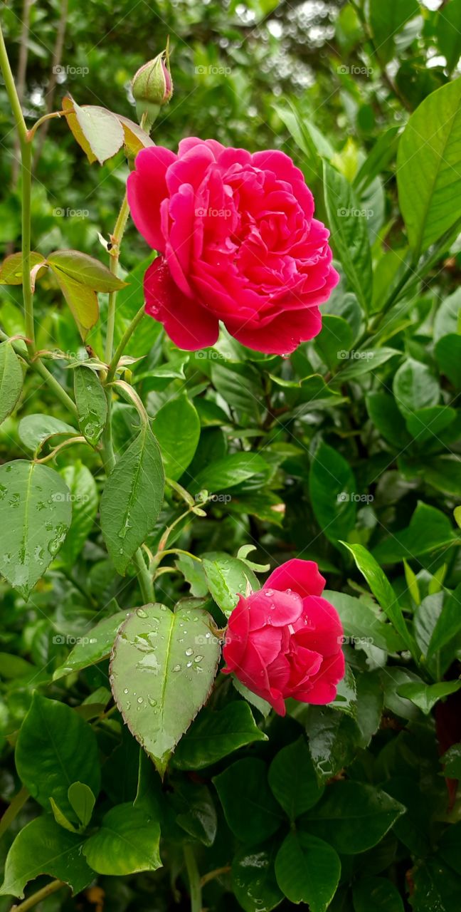 Beautiful Plant of Rose #NaturalPicture #Foap #OriginalContent