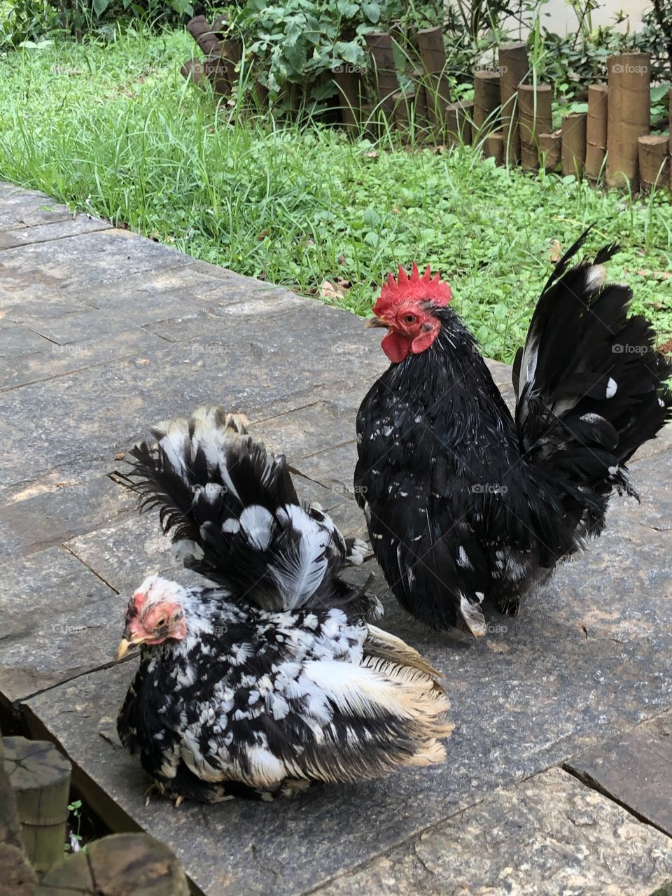 Muito charme nessa foto. Bebel e Tuco passeando pelo quintal. 