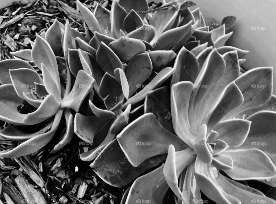 Closeup of succulents 