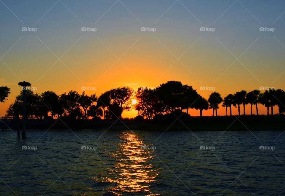 Sun rising through trees at lake