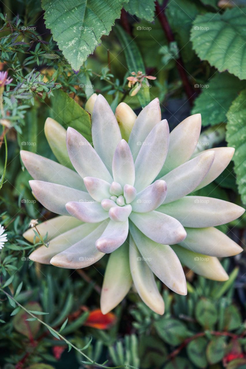 Portrait of a succulent 