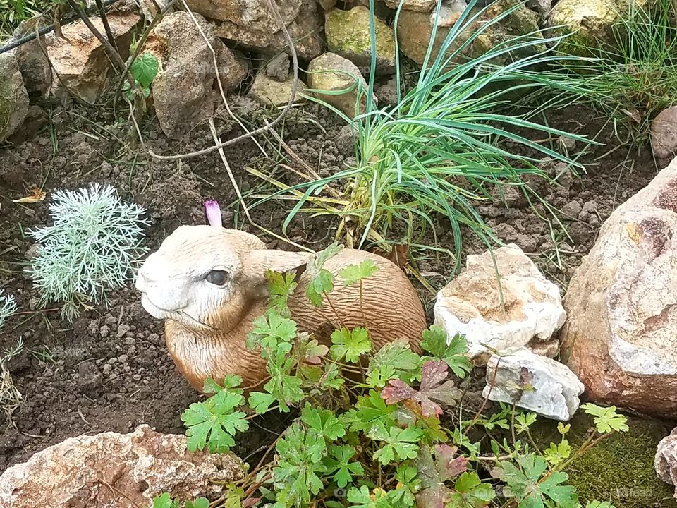 My rock garden  project for the summer.
