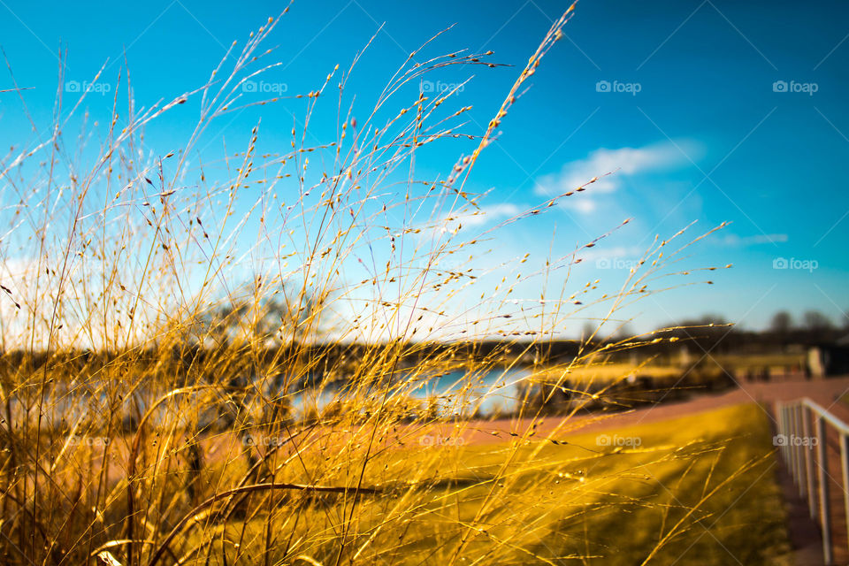 Nice landscape with lake on the background and golden grass closeup