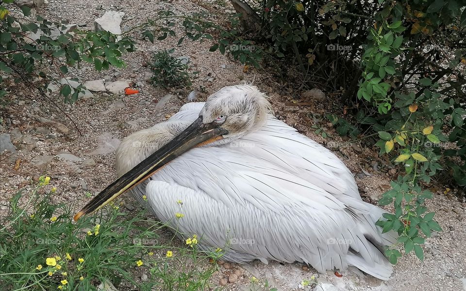 Pelican