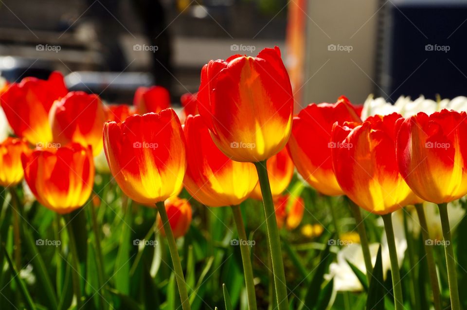 Tulip, Nature, Garden, No Person, Flower