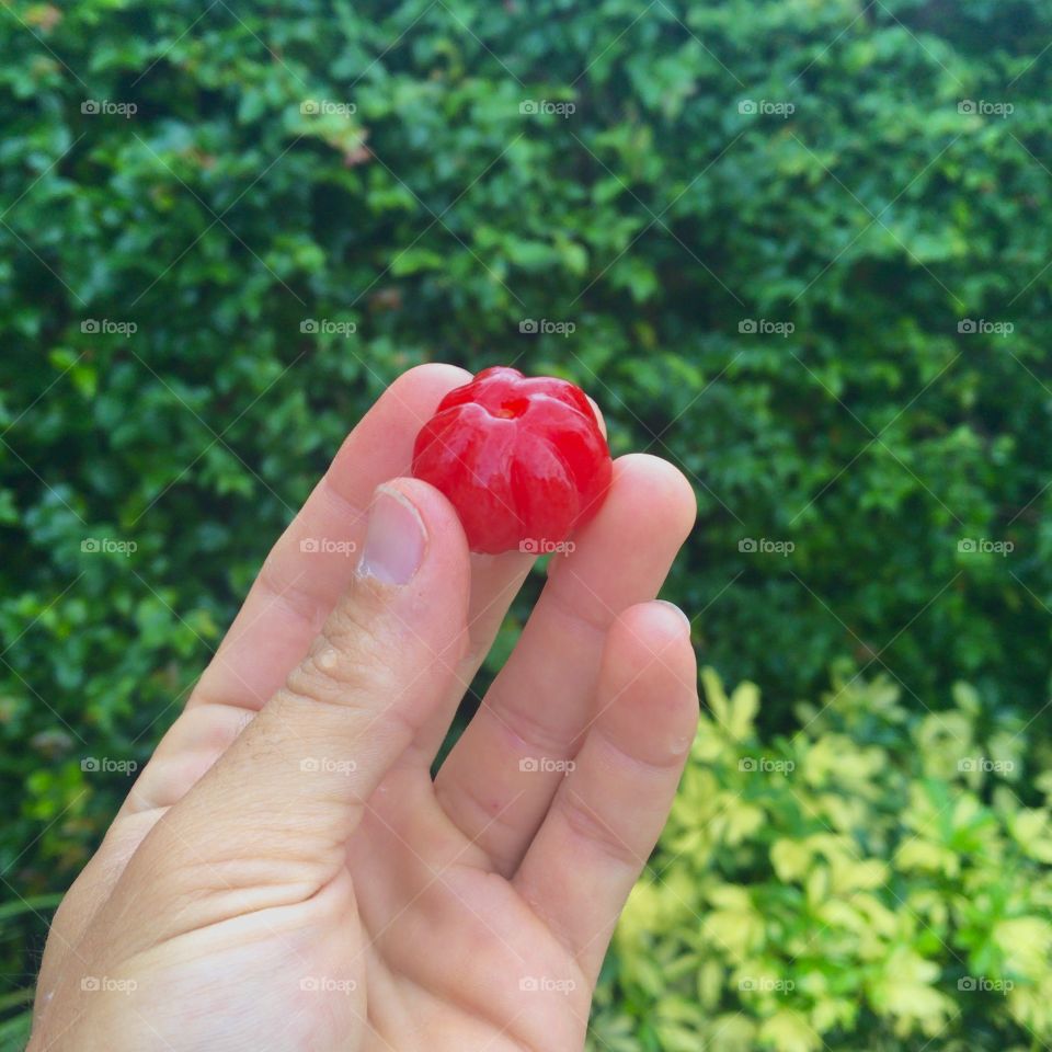 A beautiful “cherry” I picked while walking around Deerfield Beach, Florida. This Cherries are rich in Vitamin C and great to avoid colds.