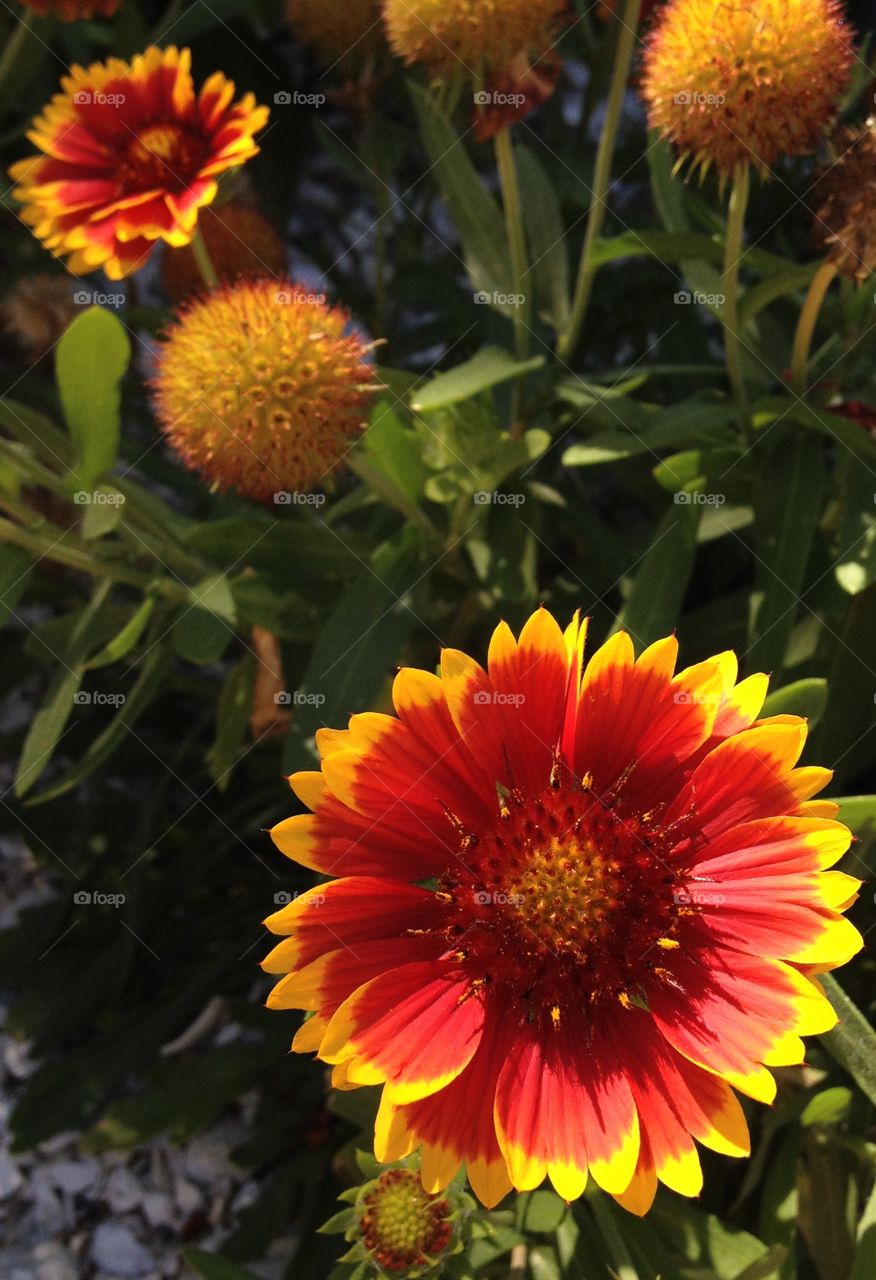Red  Orange flower spring bloom