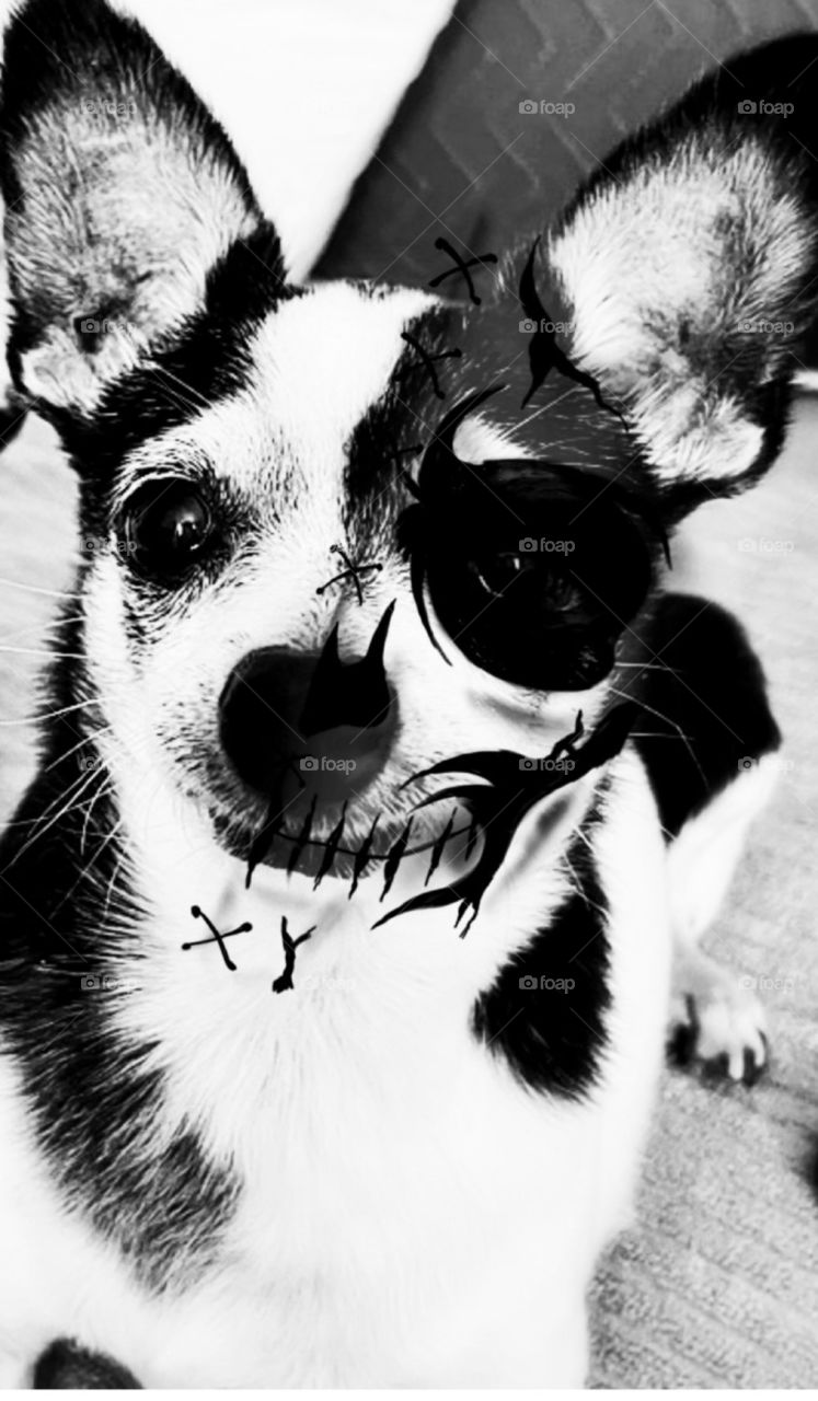 Spooky little half skull pup 💀