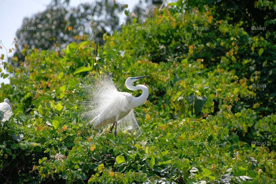white heron in the tree