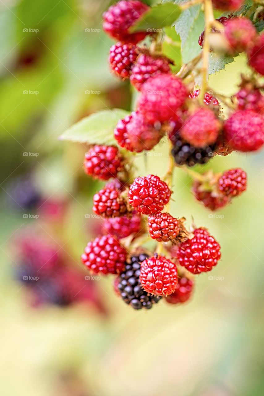 ripe berries on branch