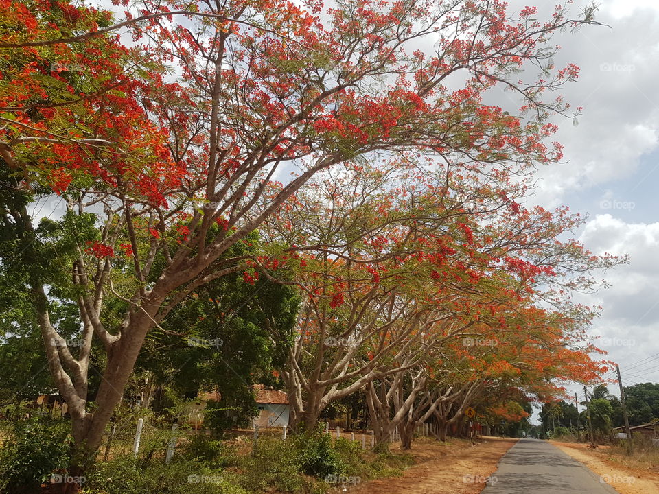 Trees ready to Autumn