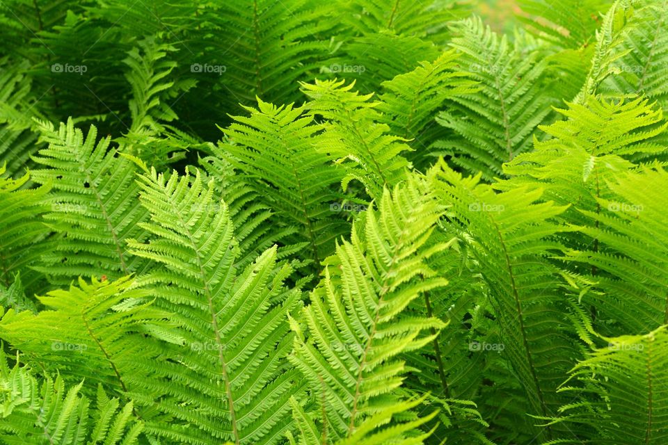 green leaves beautiful texture background