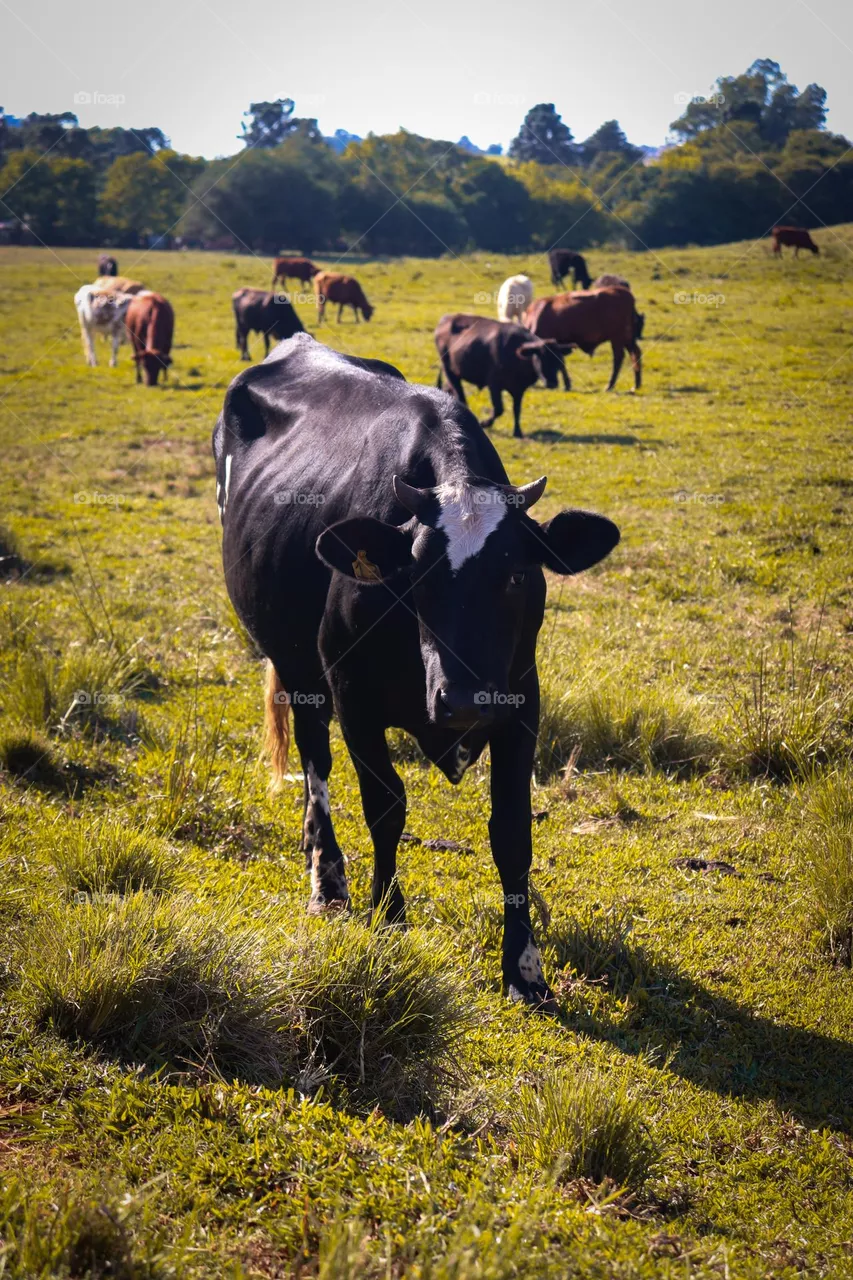Black cow.