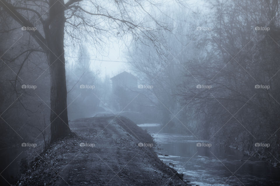 Stream flowing in forest