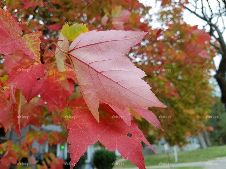 fall season , autumn
