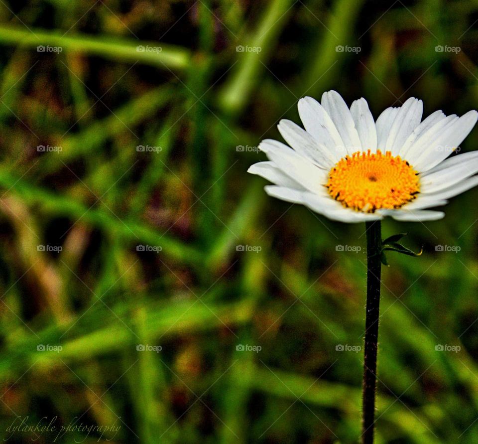one small Daisy