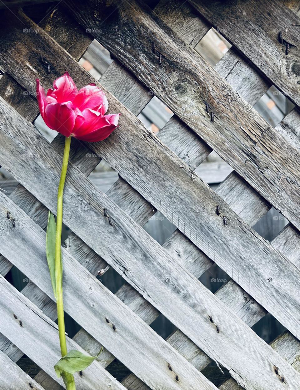 Spring had sprung 🌷