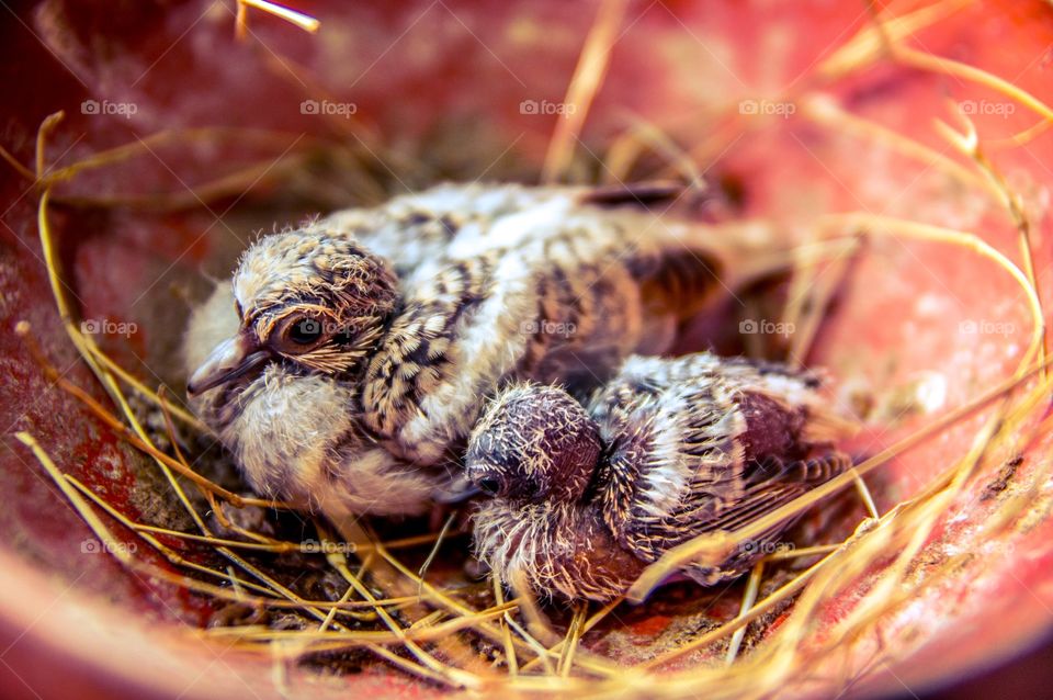 Nature, Food, Closeup, Desktop, Color