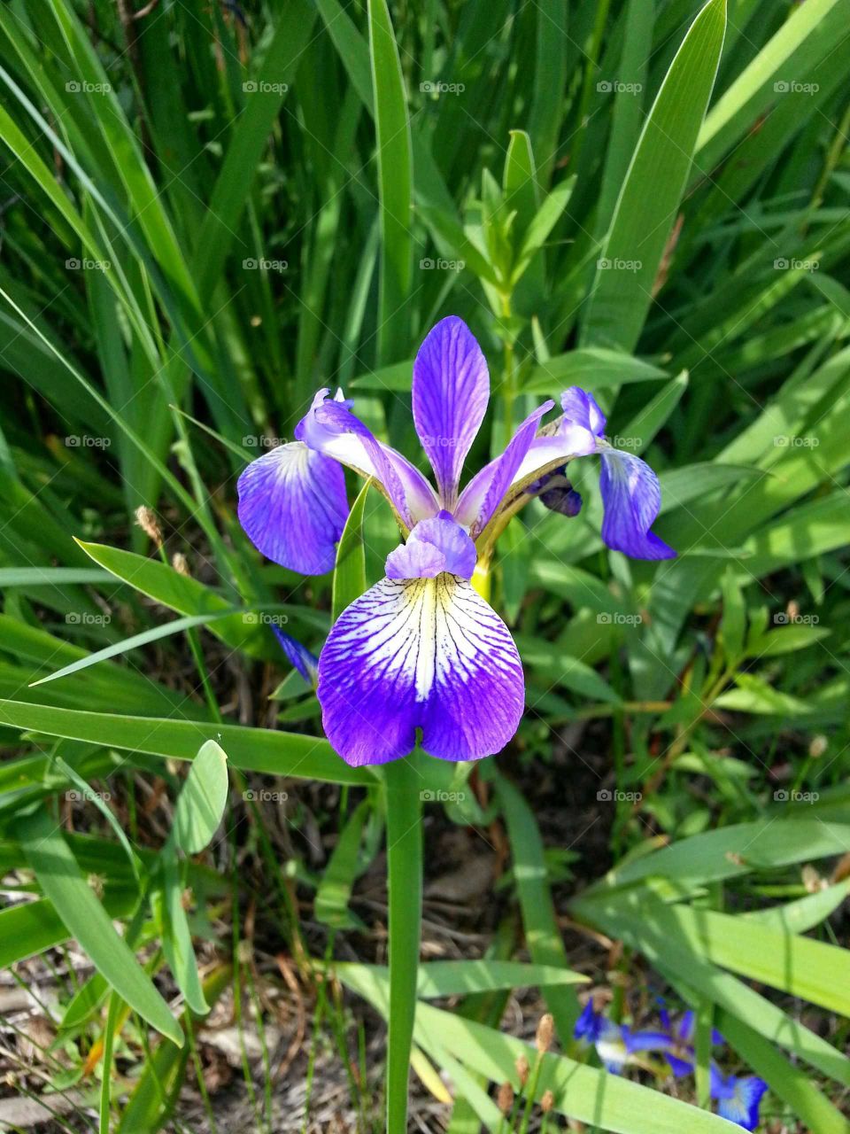 Close up of a purple wild iris in the country near a lake