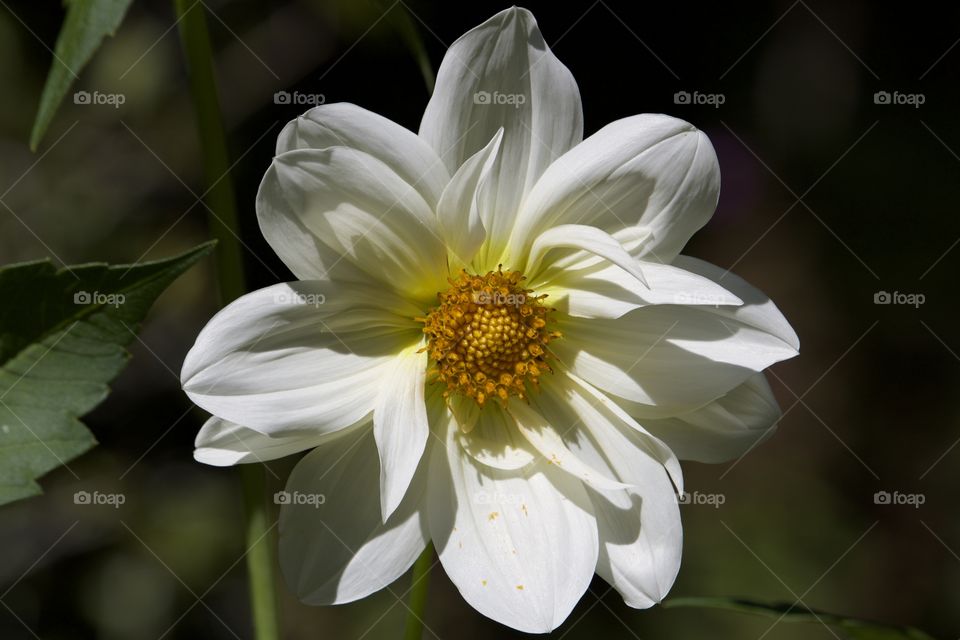 Perfeita flor branca de 10 pétalas, com bulbo amarelo, definição perfeita Dahlia pinnata 
