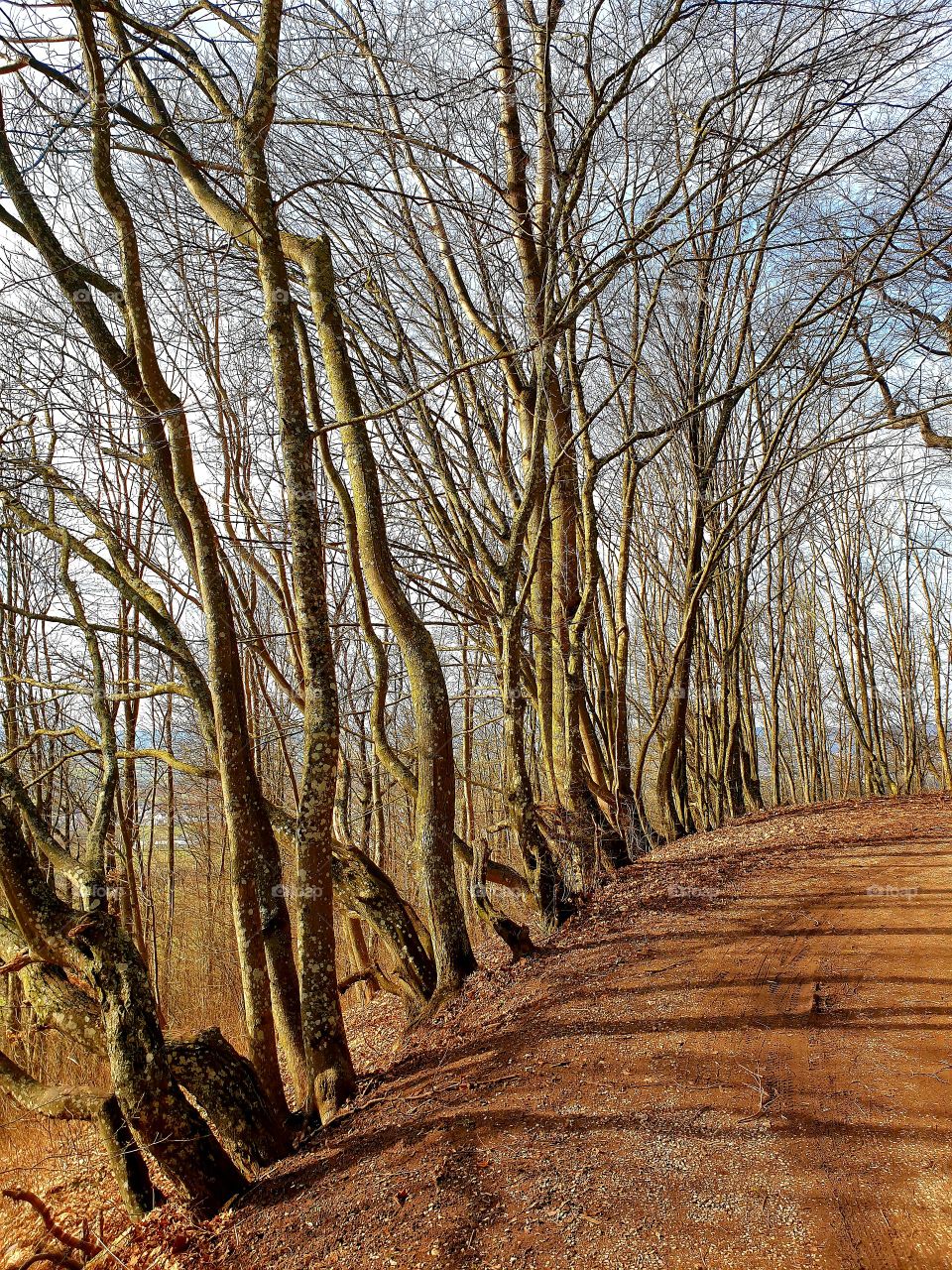 and now in the forest