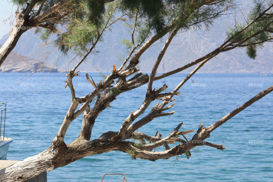 tree sea greece kalymnos by traviata