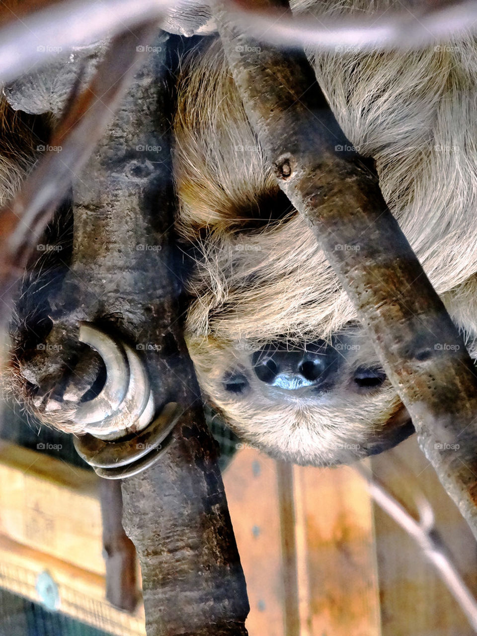 sleepy sloth
