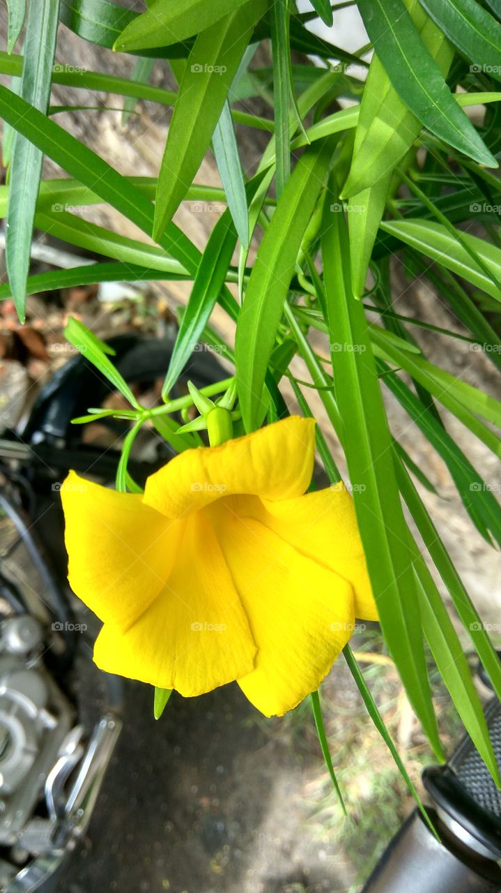 Beautiful yellow flower  and green leafs