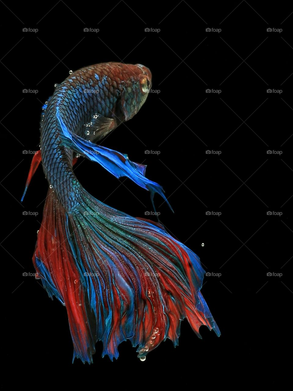 BACK POSE
HALFMOON BETTA FISH
WITH BLACK OR DARK BACKGROUND THE COLOUR IS ALL OUT