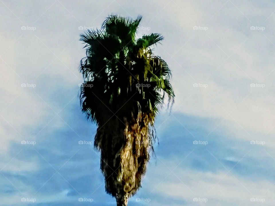 Solo Palm Tree Against Fairweather Sky
