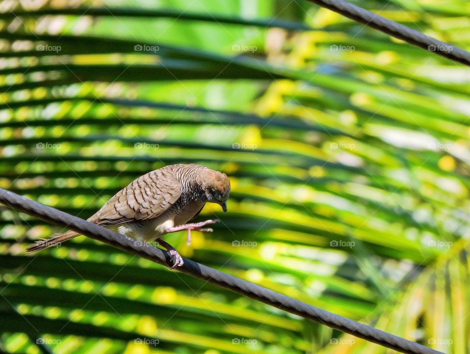 I saw this dove zebra carrying food and perched on a wire..he was cleaning his beak