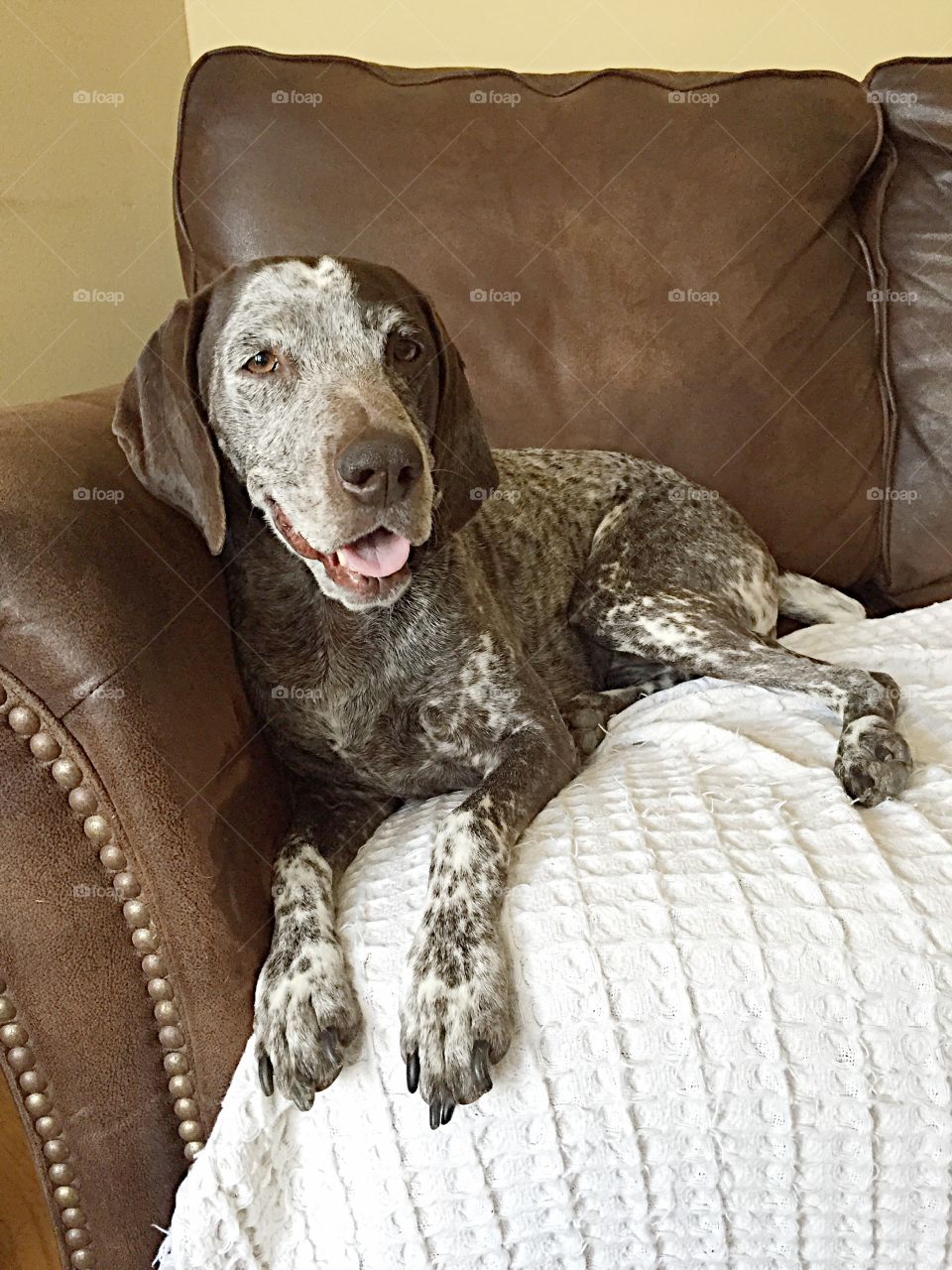 German Shorthair Pointer