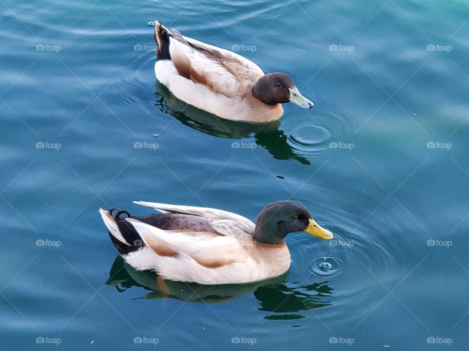 Two Ducks at the Lake