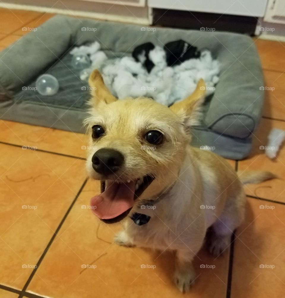 Dog smiling at ripped up toy in bed