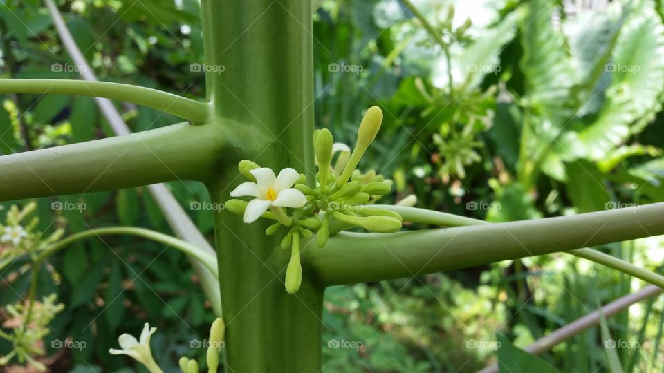 papaya fruit flower