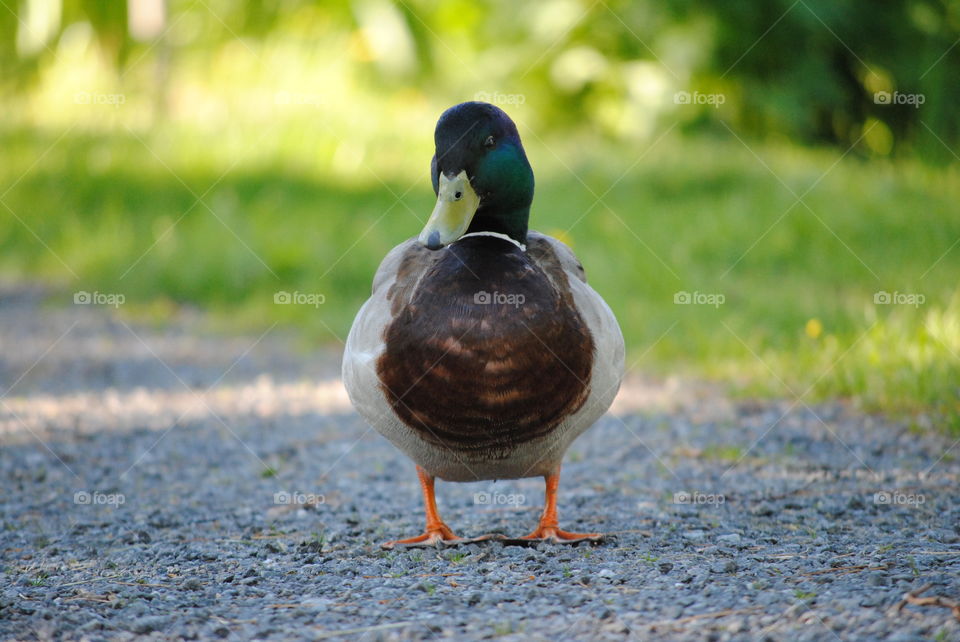 Mallard