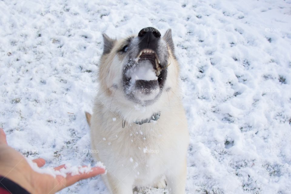 Close-up of dog sitting on snow