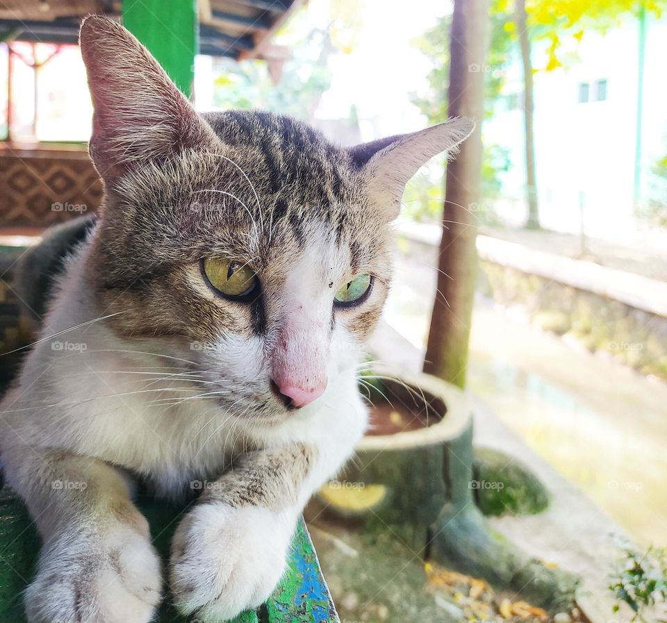 A domestic cat is relaxing on the terrace of the house