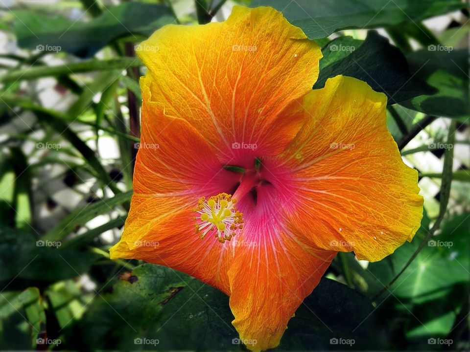 Orange Flower