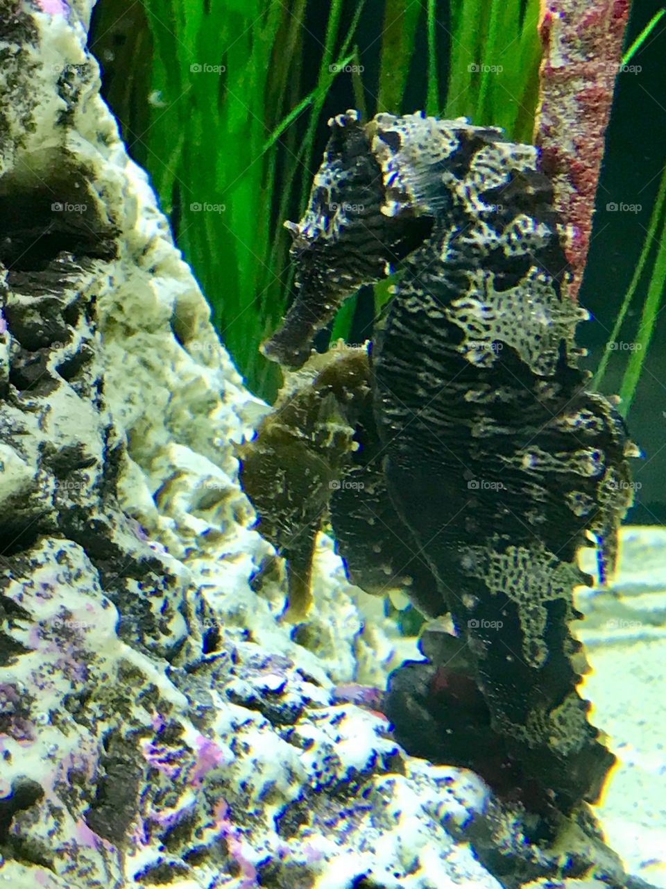 The incredible little seahorse 