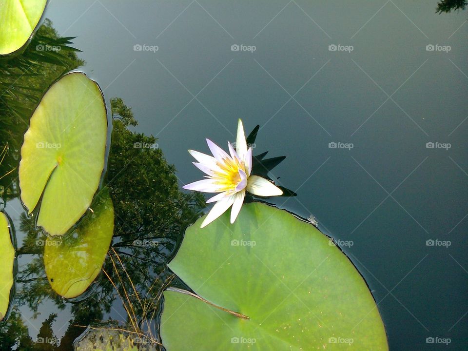 Flower in pond